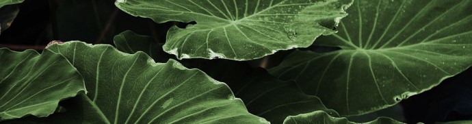 Pharmacopée chinoise illustration